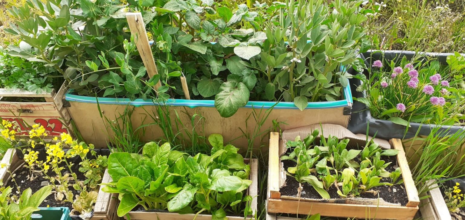 HUERTA